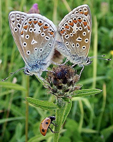 common blues